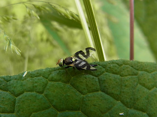 Urophora cardui