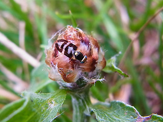 Urophora quadrifasciata