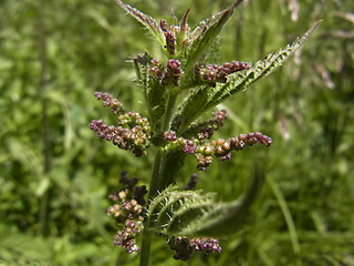 Urtica dioica