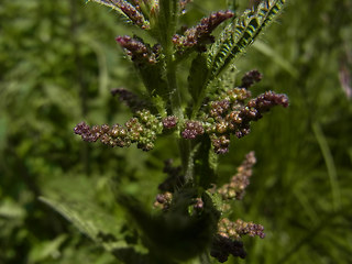 Urtica dioica