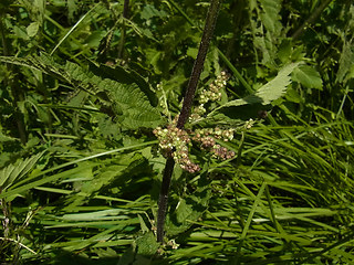 Urtica dioica