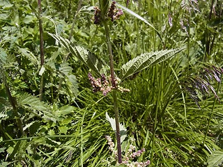 Urtica dioica