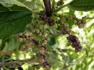 Urtica dioica