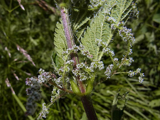 Urtica dioica