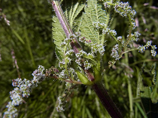 Urtica dioica