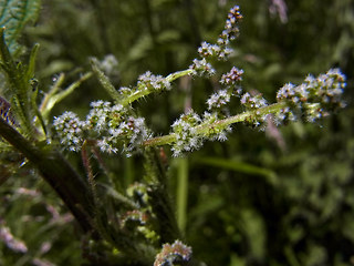 Urtica dioica