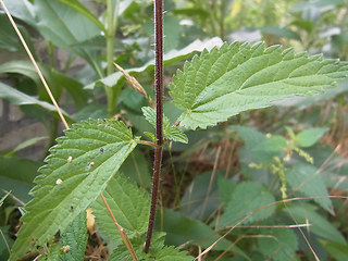 Urtica dioica