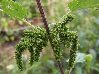 Urtica dioica