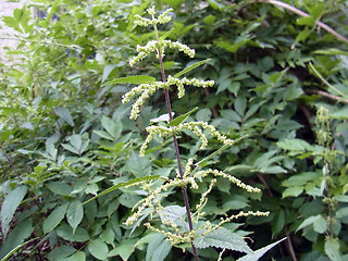 Urtica dioica