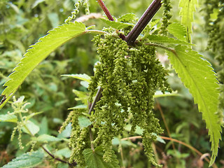 Urtica dioica