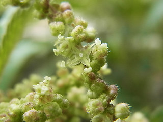 Urtica dioica