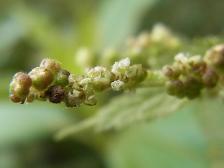 Urtica dioica