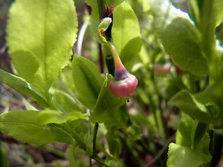 Vaccinium myrtillus