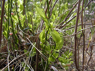 Vaccinium myrtillus