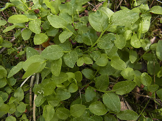 Vaccinium myrtillus