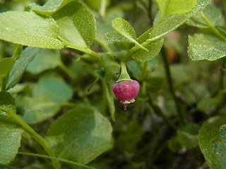 Vaccinium myrtillus