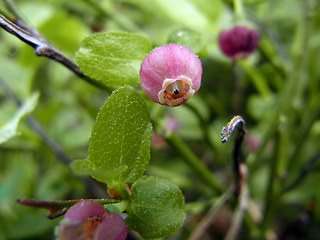 Vaccinium myrtillus