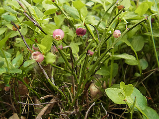 Vaccinium myrtillus