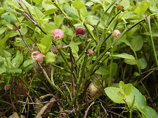 Vaccinium myrtillus