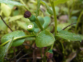 Vaccinium myrtillus