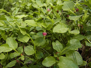 Vaccinium myrtillus