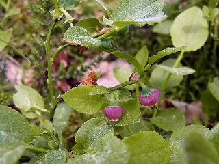 Vaccinium myrtillus