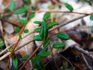 Vaccinium vitis- idaea