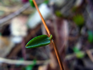 Vaccinium vitis- idaea