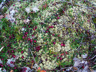 Vaccinium vitis- idaea