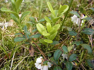 Vaccinium vitis- idaea