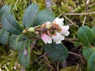 Vaccinium vitis- idaea