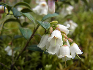 Vaccinium vitis- idaea