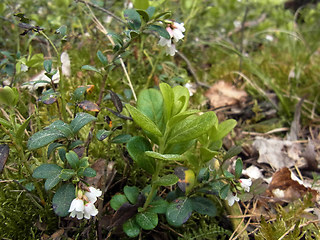 Vaccinium vitis- idaea