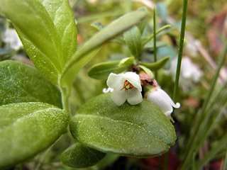 Vaccinium vitis- idaea