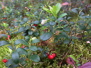 Vaccinium vitis- idaea