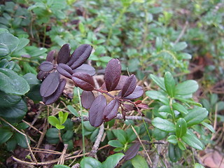 Vaccinium vitis- idaea