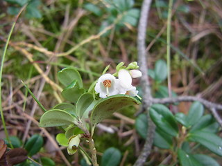 Vaccinium vitis- idaea