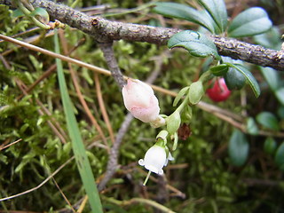 Vaccinium vitis- idaea