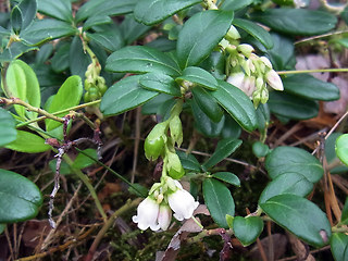 Vaccinium vitis- idaea