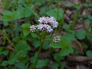 Valeriana dioica