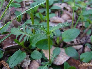 Valeriana dioica