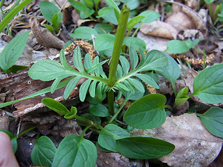 Valeriana dioica