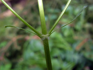 Valeriana montana