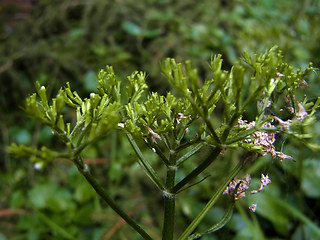 Valeriana montana