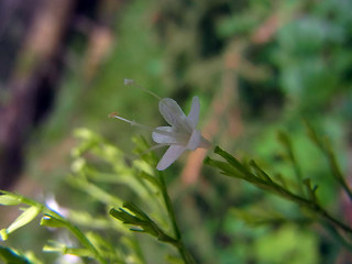 Valeriana montana