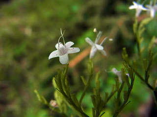 Valeriana montana