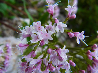 Valeriana montana