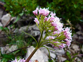 Valeriana montana