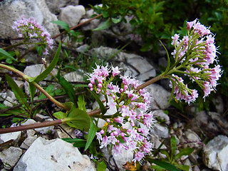 Valeriana montana