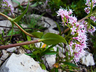 Valeriana montana